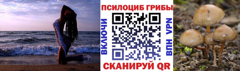 Галлюциногенные грибы Psilocybe Североуральск